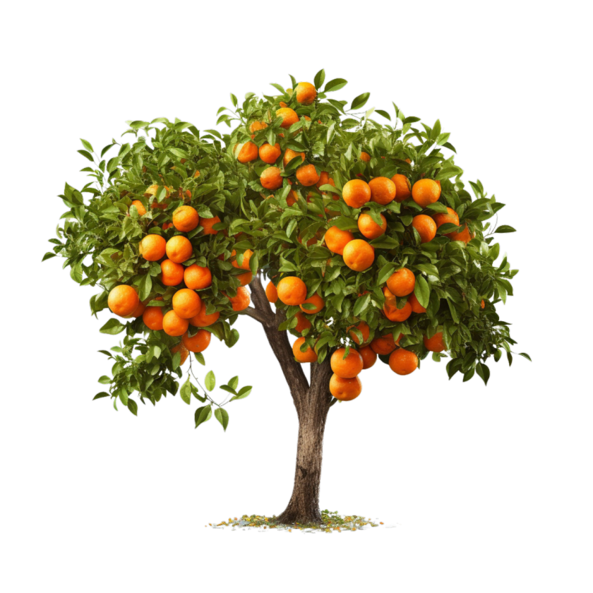 Orange Plant