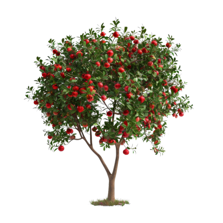 Pomegranate Tree
