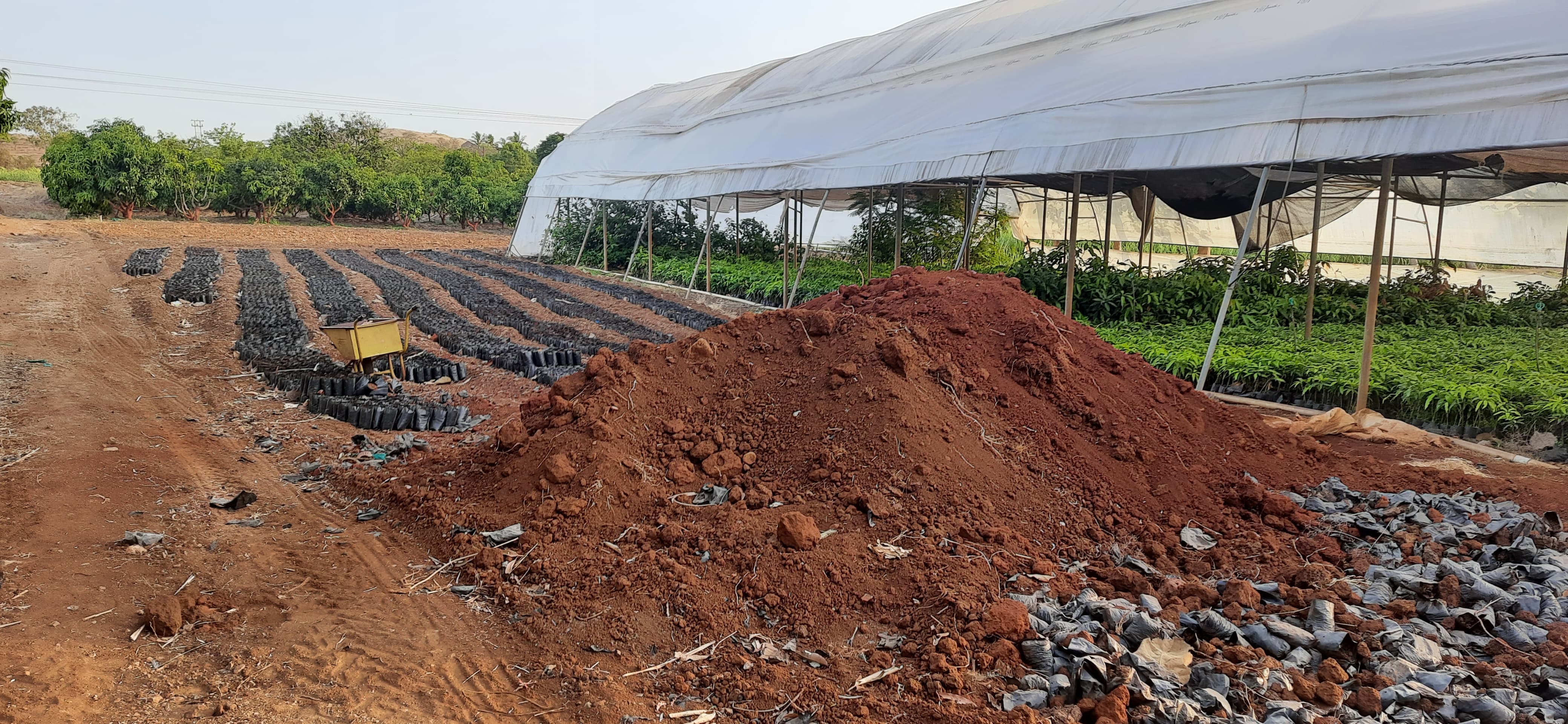 Lawn Mowing Full View