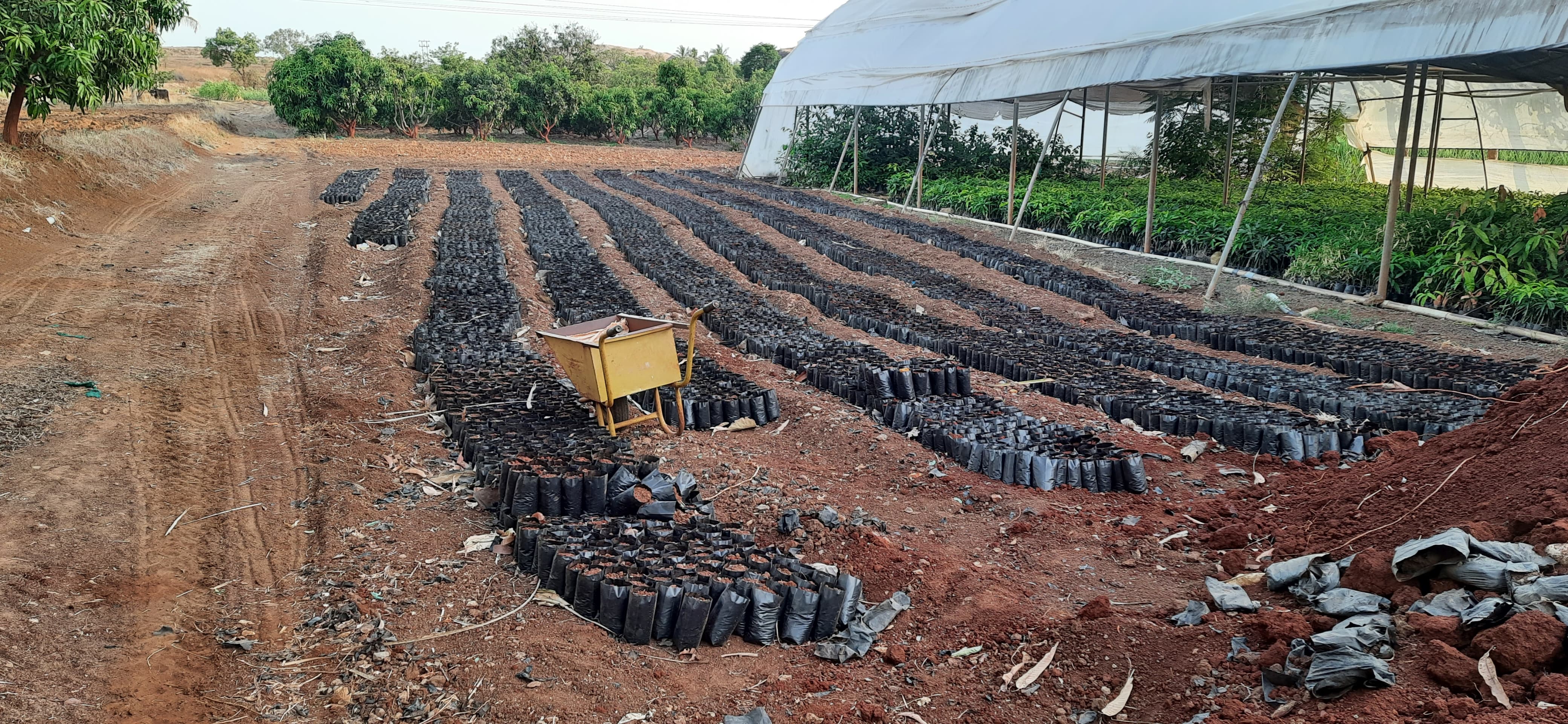 Lawn Mowing Full View