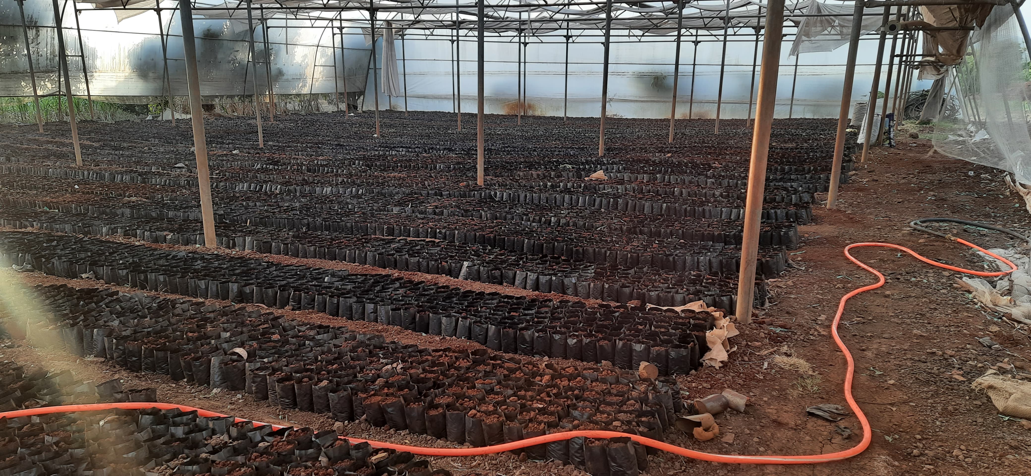 Lawn Mowing Full View