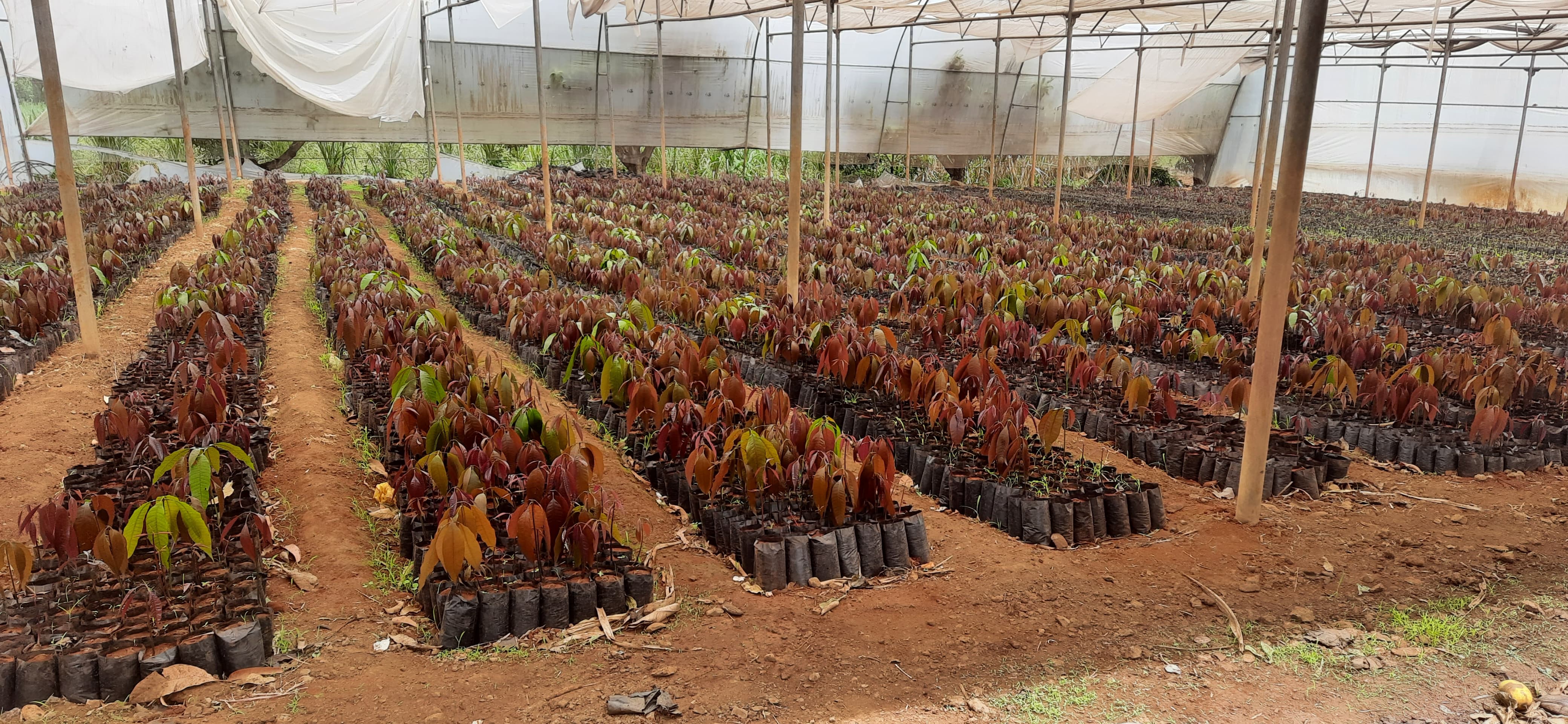 Lawn Mowing Full View