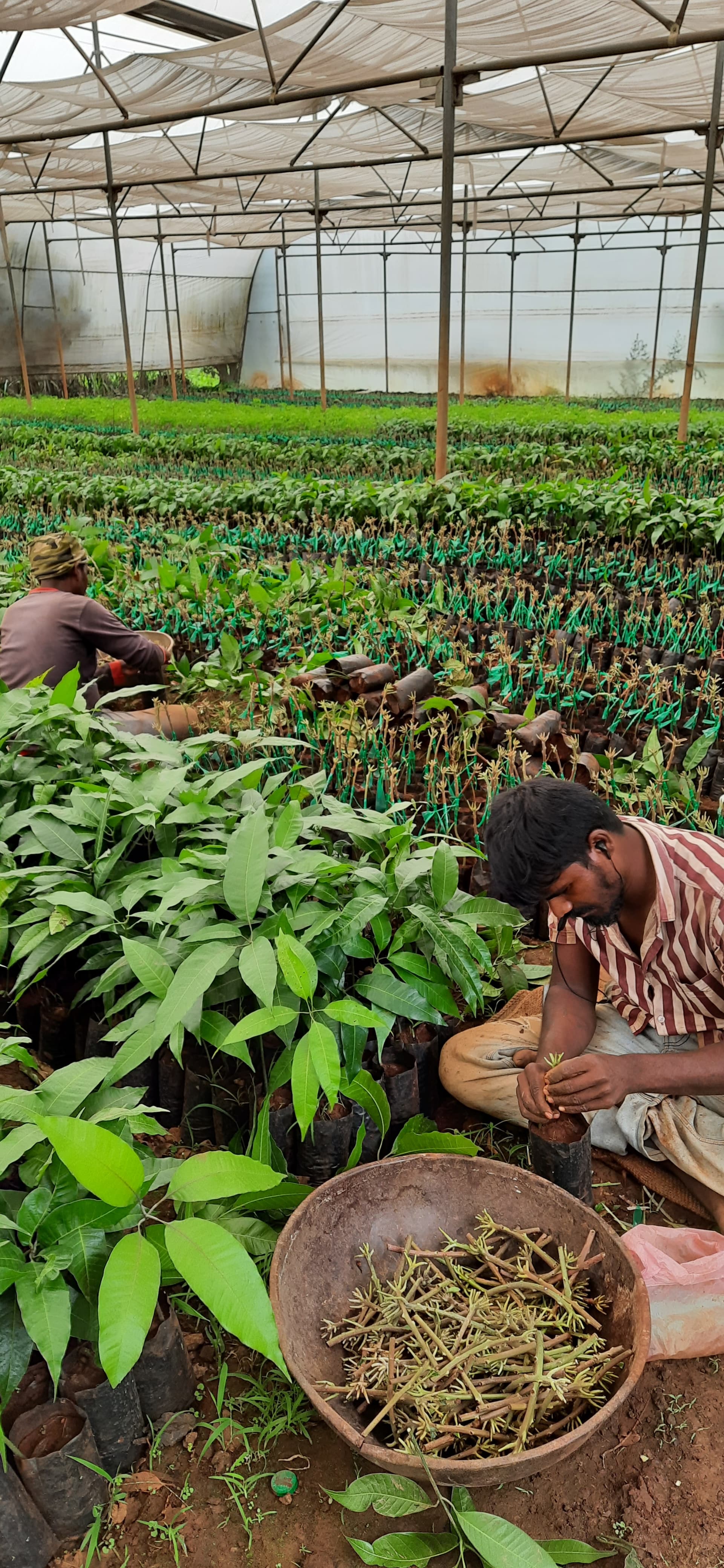 Lawn Mowing Full View
