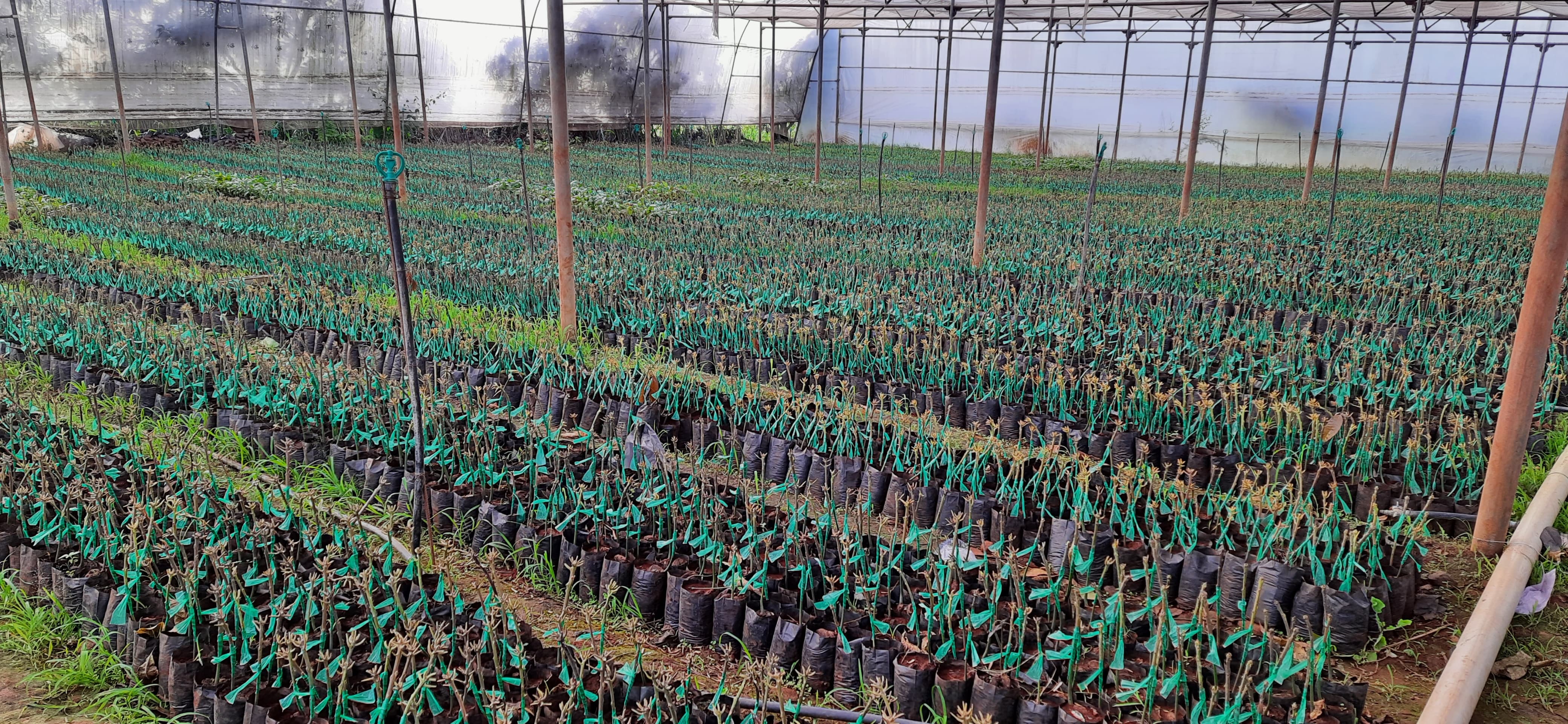 Lawn Mowing Full View