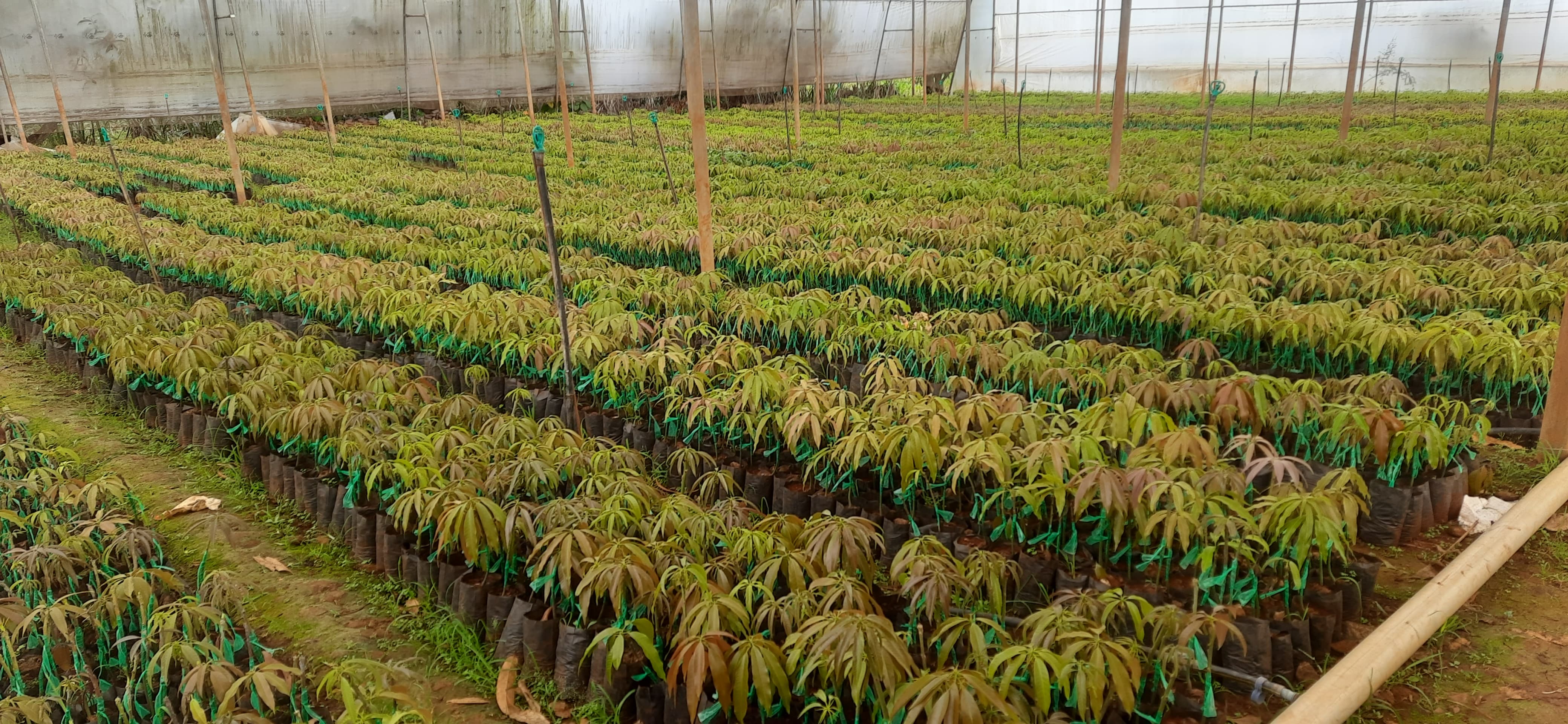 Lawn Mowing Full View