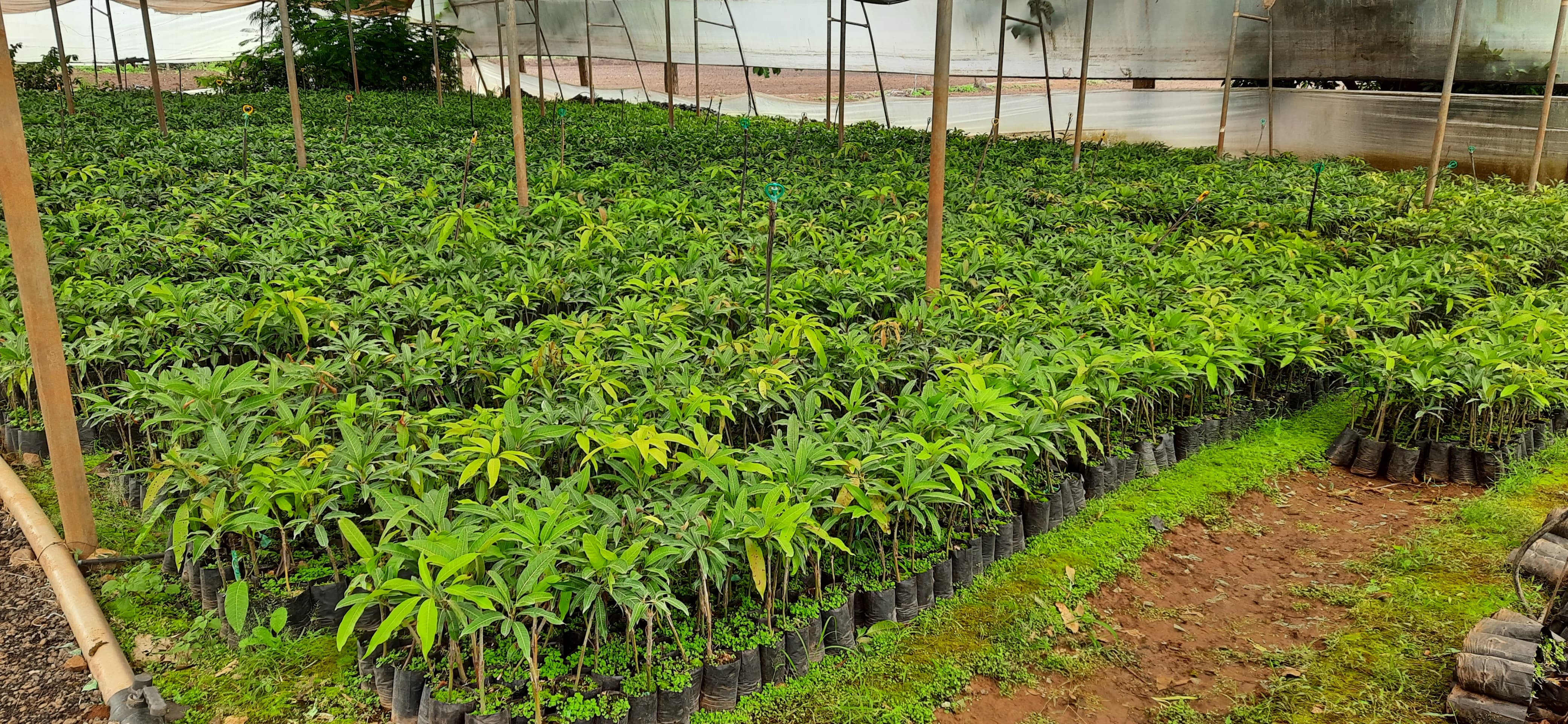 Lawn Mowing Full View