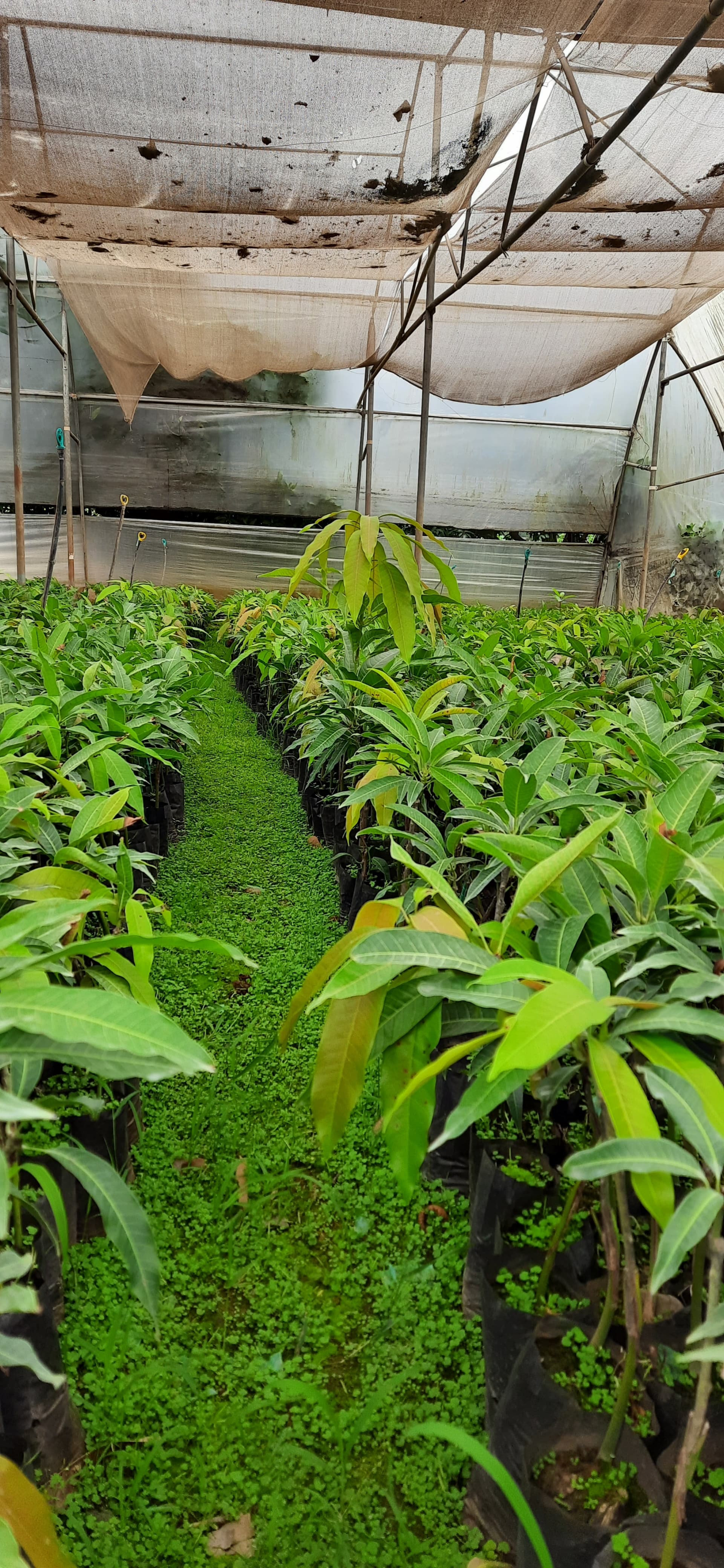 Lawn Mowing Full View